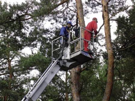 Dwóch pracowników na podnośniku koszowym, jeden w niebieskim, drugi w czerwonym kombinezonie, tną drzewo piłą łańcuchową, widoczne gałęzie i pień drzewa.